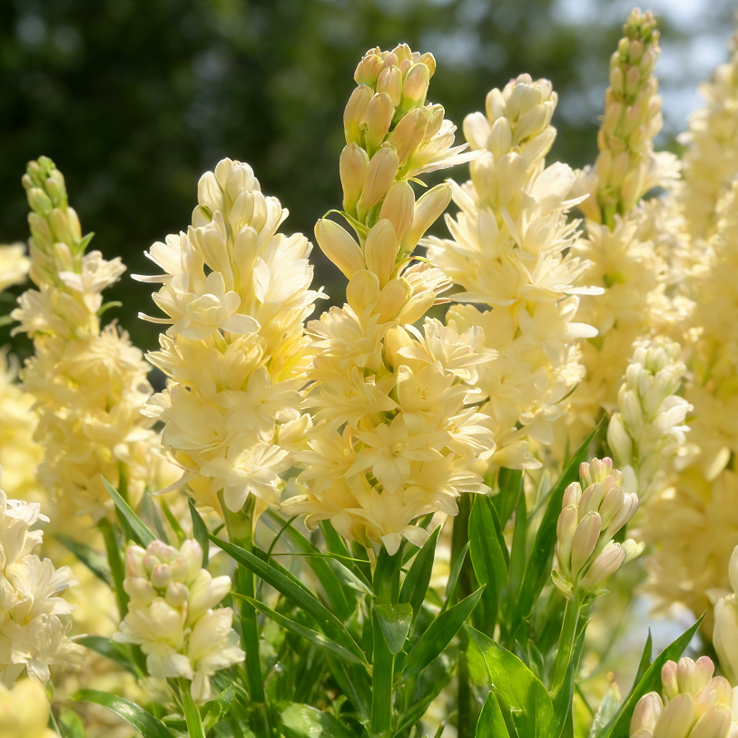 🌸Double Perfume Tuberose Bulbs – Moon Garden Flower
