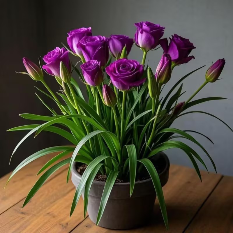 🌹Rose Bulbs for Pots