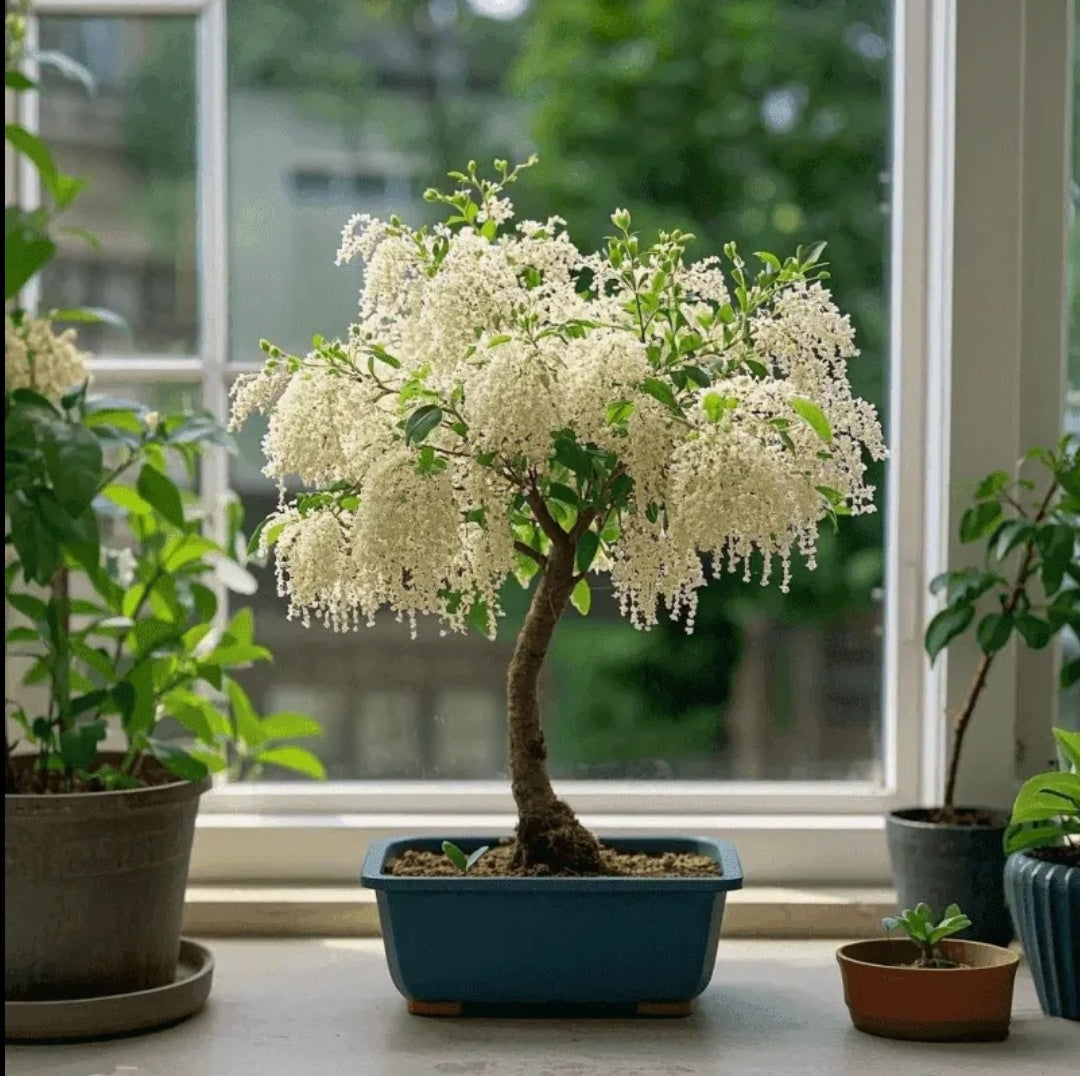 🏠🌳Tassel Seeds for Color & Fragrance in Your Space🍃