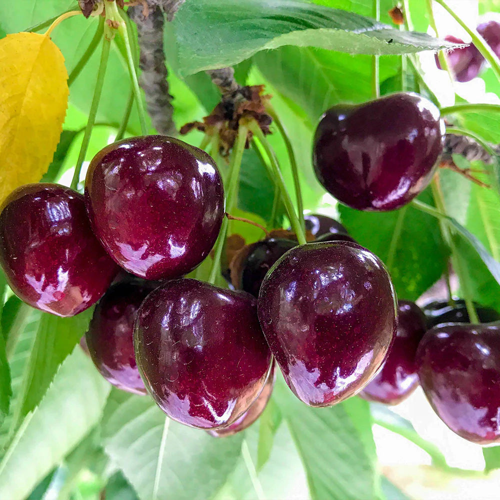 ✨Top Grade & Productive – Chilean Cherry Seeds Straight from Origin🌱