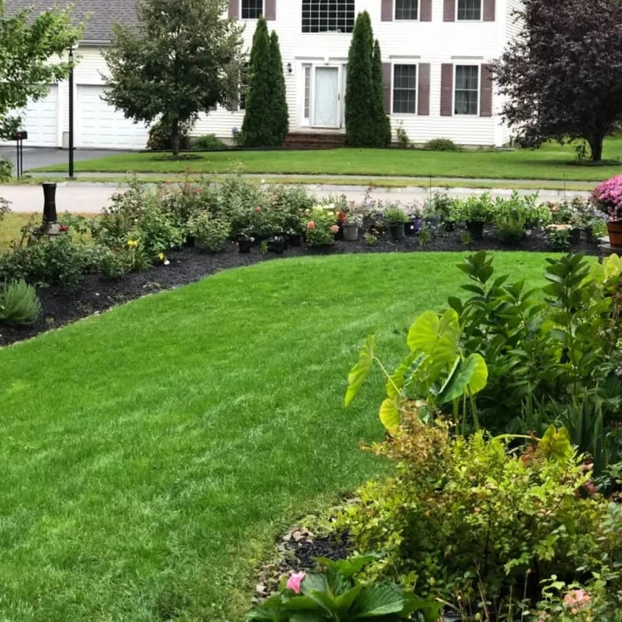 🌱 2026 Next-Gen Lawn Seed for Greener, Stronger Grass