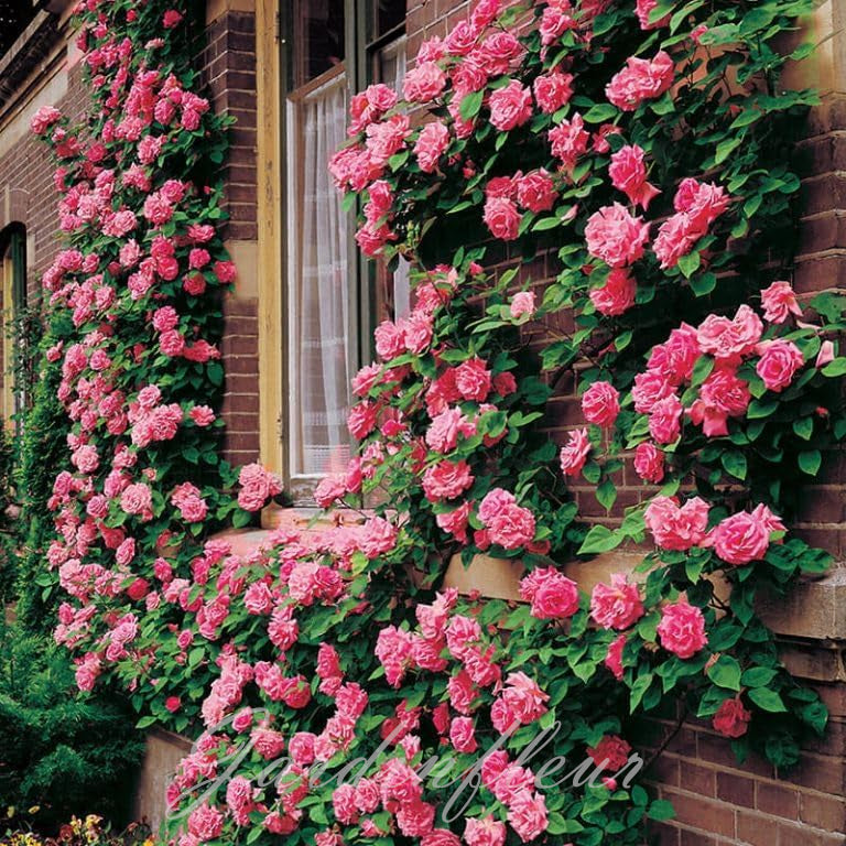Rose Seeds for Climbing