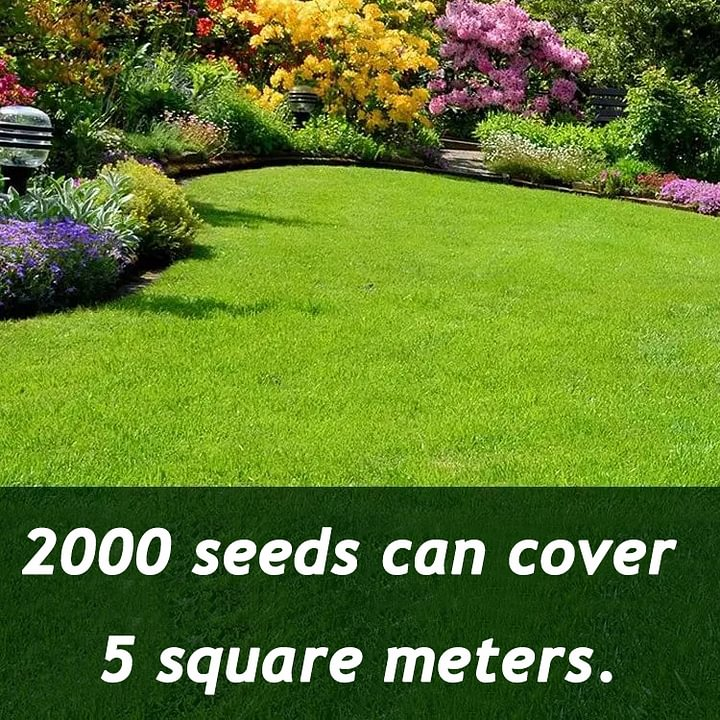 🌱 Evergreen Dwarf Grass for Four Seasons | Create Your Perfect Lawn