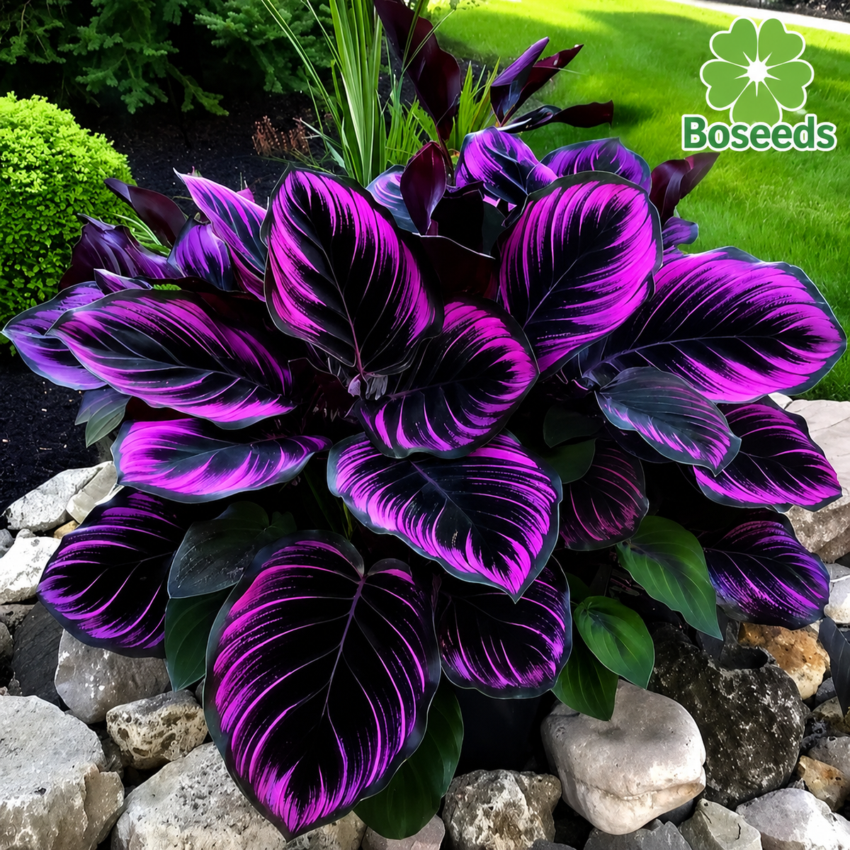 🌿Rare Hosta Seeds – Add Color Variety to Your Space