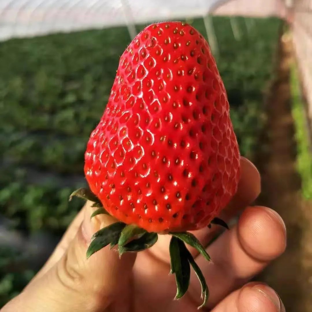 🍓Strawberry Seeds for All-Year Growing