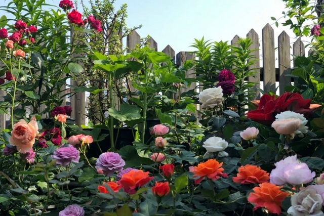 💐Mixed Color Rose Blend Seeds