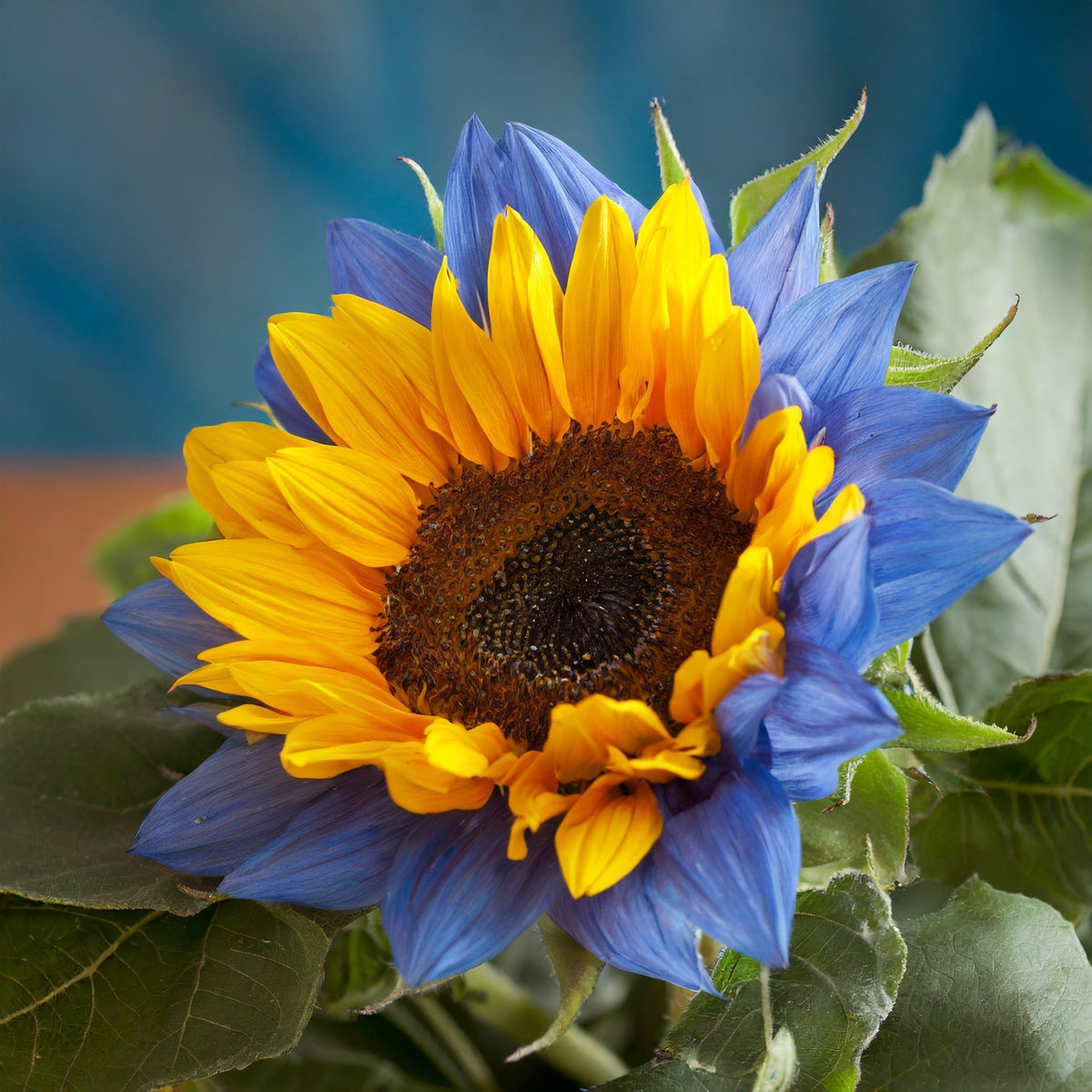 Sunflower Seeds – Midnight Blaze