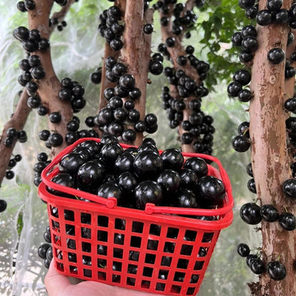 🌳🍇 Jaboticaba Heirloom Tree Seeds – Grapes That Grow on Trees!