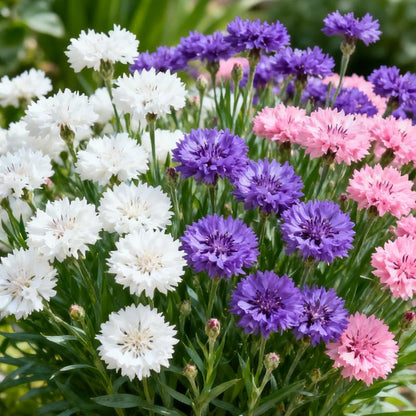 🌱Premium Cornflower Seeds – The "Unstoppable" Wildflower That Thrives Everywhere