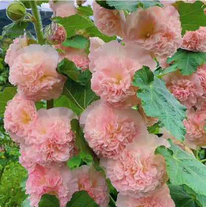 🌺Double Hollyhock Seeds – Fall & Winter Sowing, Perennial Flowers & Stunning Garden Elegance🍂