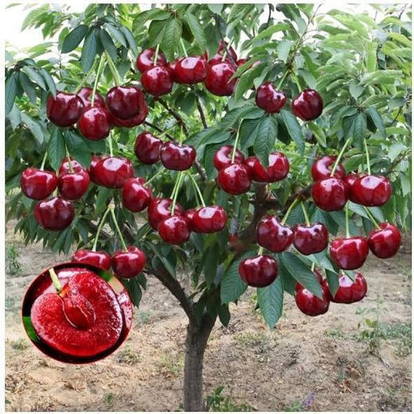 🍒 Premium Sweet Cherry Seeds (New Harvest) – 99% Germination Rate | Pre-Primed for Fast Sprouting