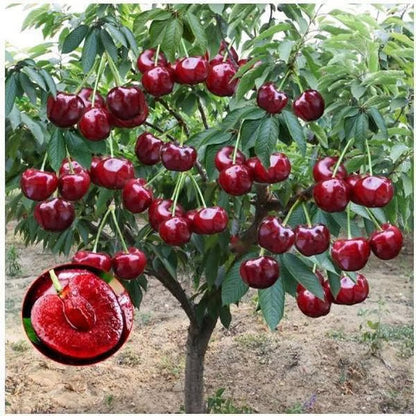 🍒 Premium Sweet Cherry Seeds (New Harvest) – 99% Germination Rate | Pre-Primed for Fast Sprouting