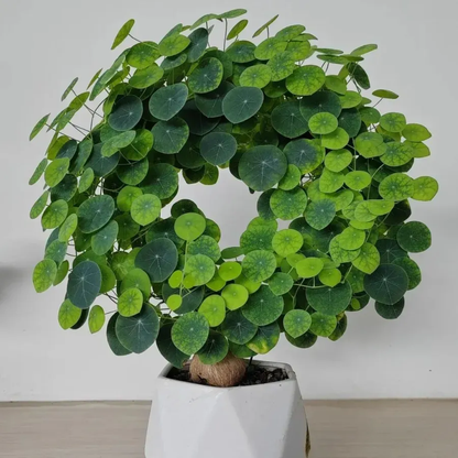 ✨💚Air-Purifying Green Plants🌿Mountain Tortoise