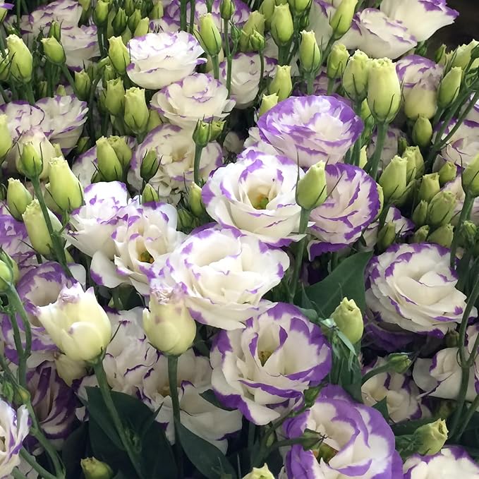 🌼Lisianthus Seeds – Perennial & Long-Flowering