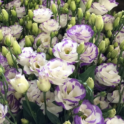 🌼Lisianthus Seeds – Perennial & Long-Flowering