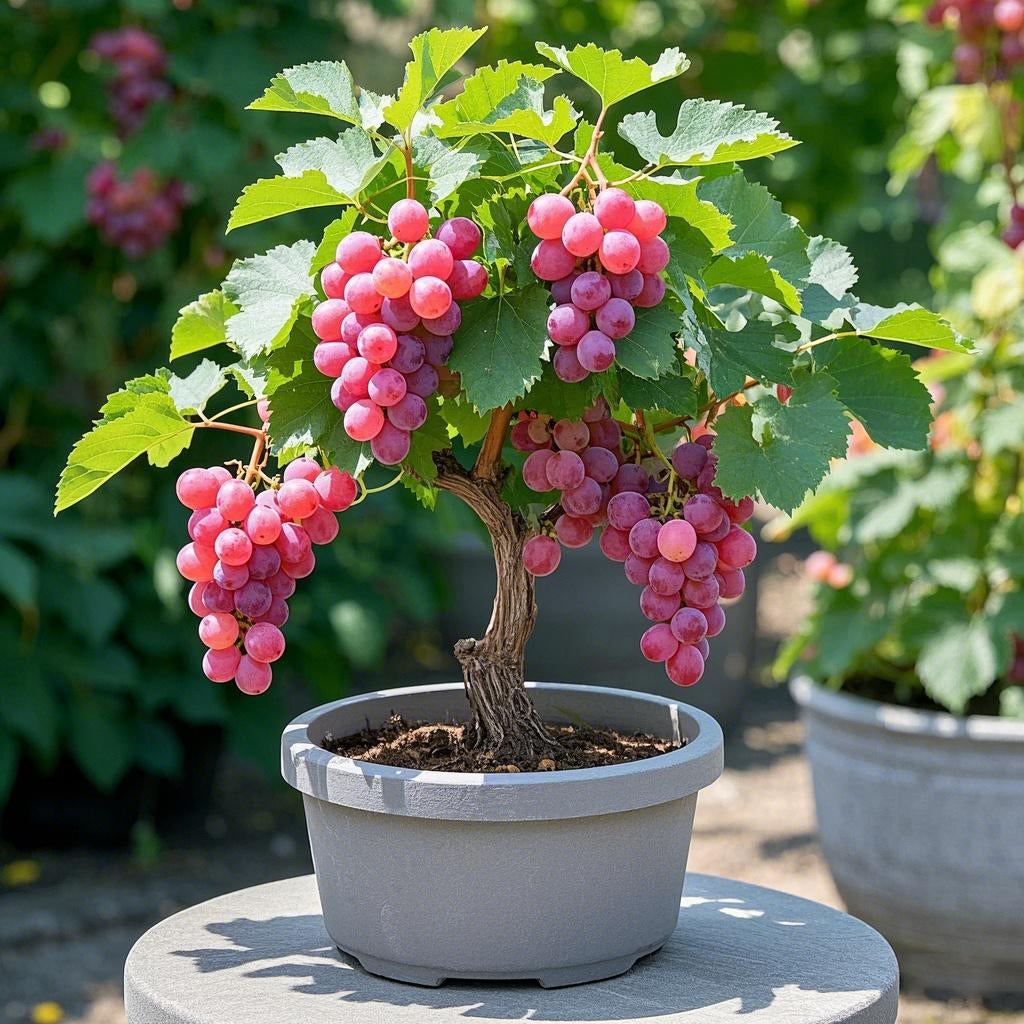 🌈Colorful Potted Grape Seeds – Black, Pink, Rainbow, Green
