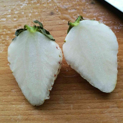 Rare Milk Strawberry Seeds – 1 Bag
