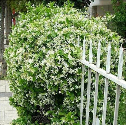 🌸 Jasmine Potted Plant – LAST DAY 49% OFF Promotion