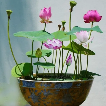 🎁50% Discount🌺Sacred Lotus Flower for Bonsai