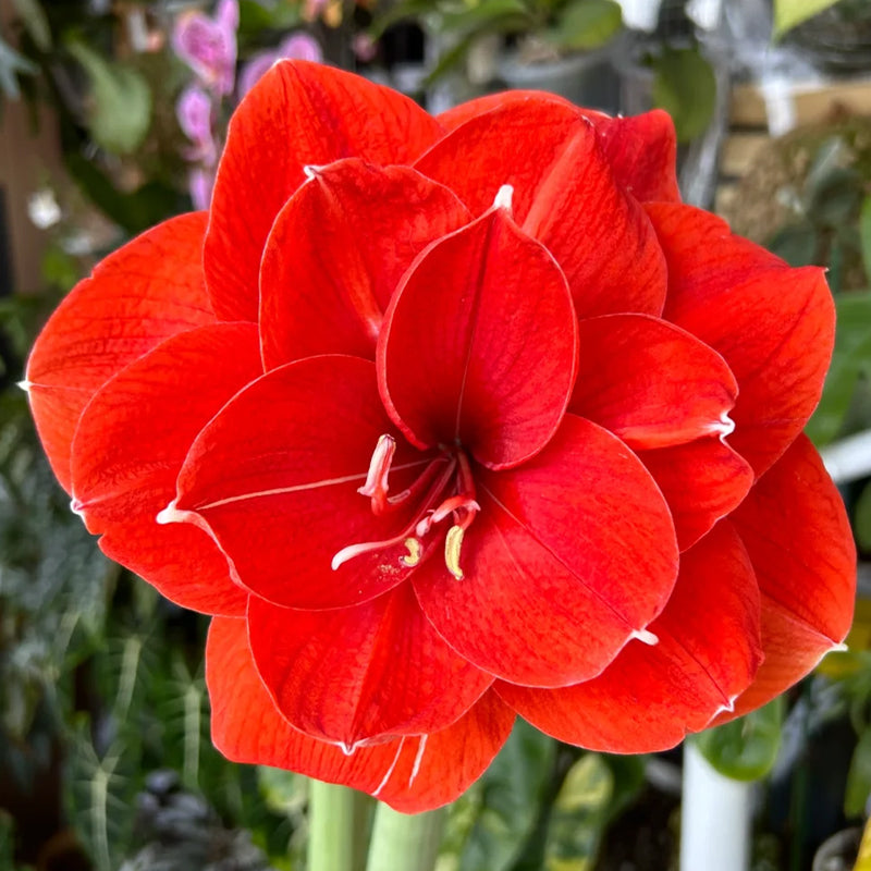 💥😍Rare Double-Petaled Amaryllis Bulbs