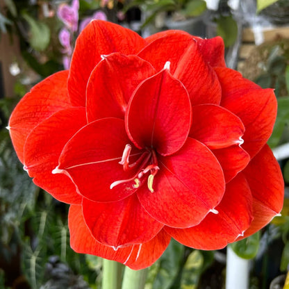 💥😍Rare Double-Petaled Amaryllis Bulbs