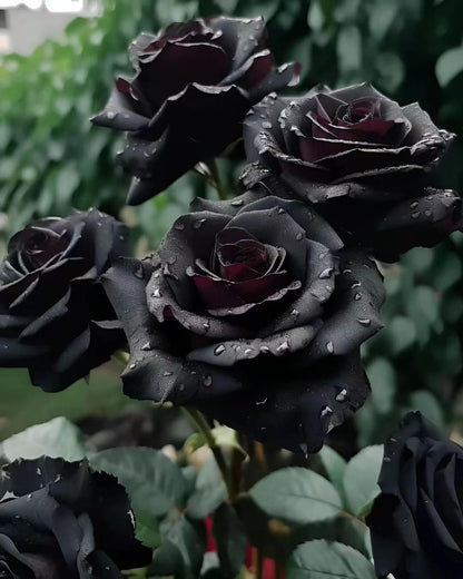 Rare Black Rose Seeds for Planting, Heirloom, Non-GMO 200+ Beautiful Flower Seeds for Home Garden Bonsai