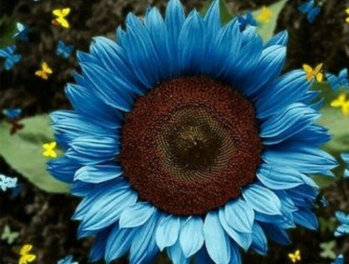 Vibrant Blue Sunflower Seeds