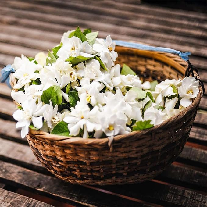 🌸 Jasmine Potted Plant – LAST DAY 49% OFF Promotion