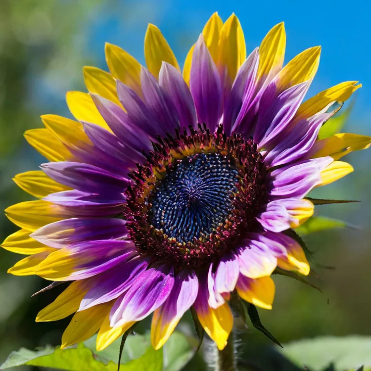 Sunflower Seeds – Midnight Blaze