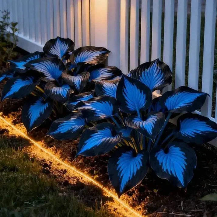 🌟Spring & Winter Growing🍃Premium Rare Hosta Seeds🌿Ideal for Cut Flowers【98% Germination Rate】