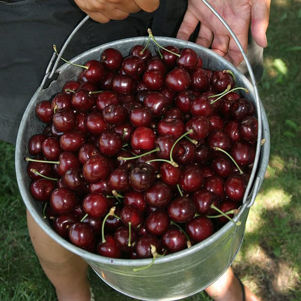 🍒 Premium Sweet Cherry Seeds (New Harvest) – 99% Germination Rate | Pre-Primed for Fast Sprouting