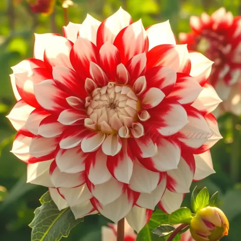 Rare Double Dahlias – Bold Blooms for Extraordinary Gardens