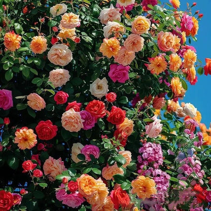 🌹Climbing Rose Flower Vine Seeds