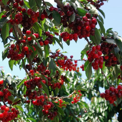 🍒 Premium Sweet Cherry Seeds (New Harvest) – 99% Germination Rate | Pre-Primed for Fast Sprouting
