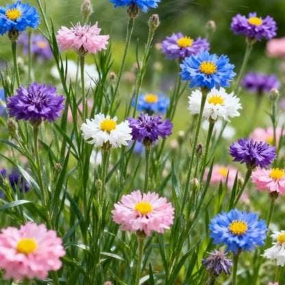 🌱Premium Cornflower Seeds – The "Unstoppable" Wildflower That Thrives Everywhere