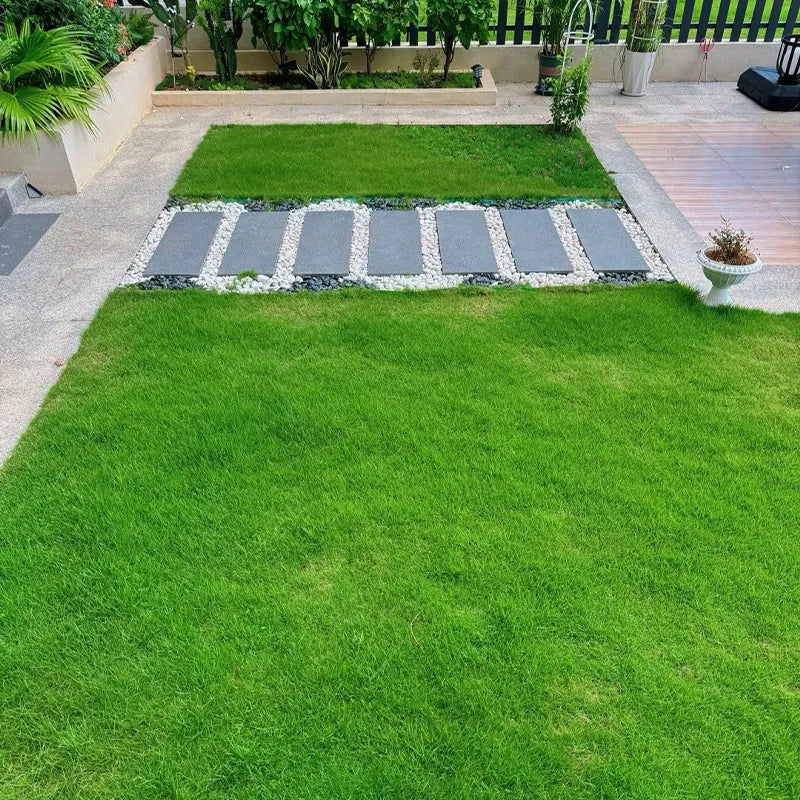 🌿🌟 Four Seasons Evergreen Dwarf Grass Seeds – The Perfect Lawn Companion