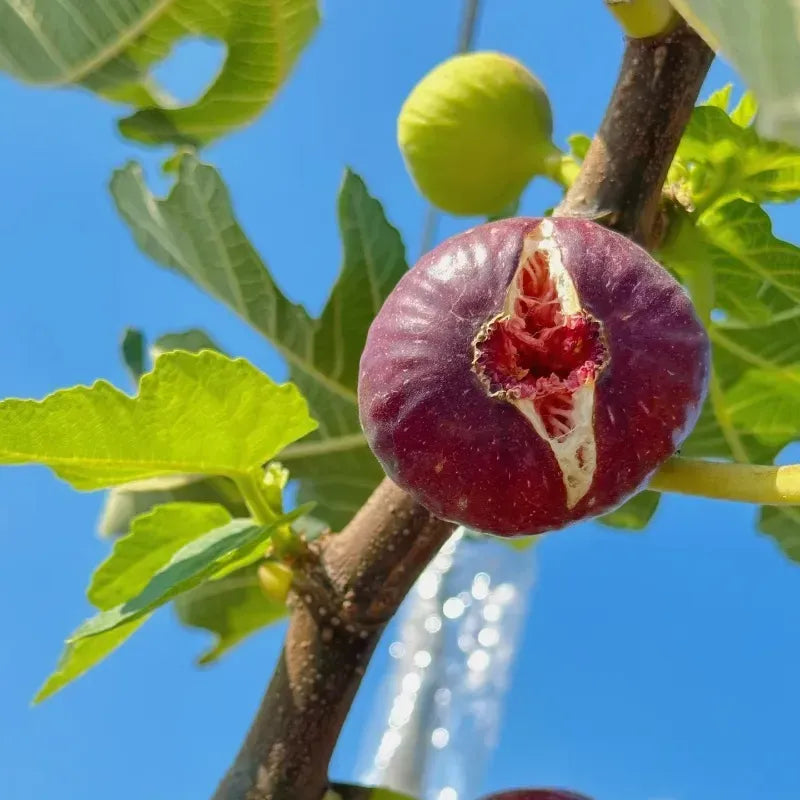 🍇 Figs – A Sweet Home Garden Delight! 🍇