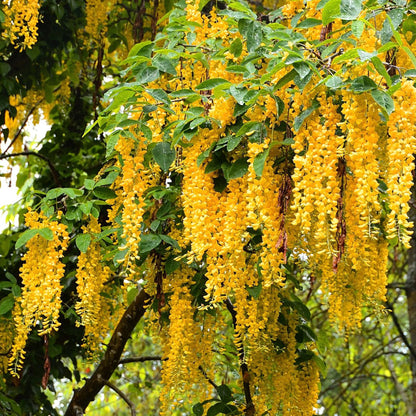 🔥LAST DAY 75% Off🌺Wisteria Flower Seeds – The Queen of Flowers