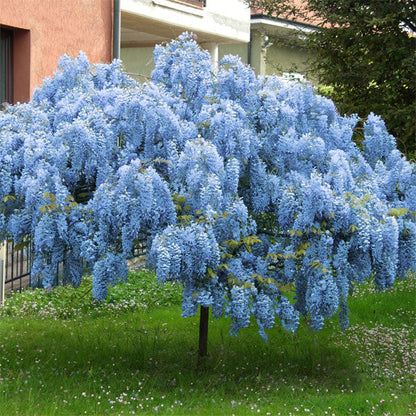🔥LAST DAY 75% Off🌺Wisteria Flower Seeds – The Queen of Flowers