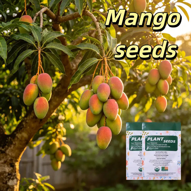 🔥 65K+ SOLD! 🥭 Sweet "Golden Honey" Dwarf Mango Tree Seeds (Home Growing)