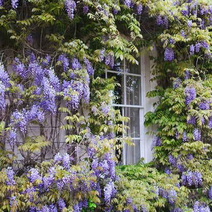 🔥LAST DAY 75% Off🌺Wisteria Flower Seeds – The Queen of Flowers