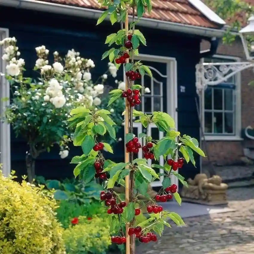 ✨Top Grade & Productive – Chilean Cherry Seeds Straight from Origin🌱