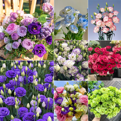 💐Lisianthus – Everlasting Love, Timeless Beauty💫