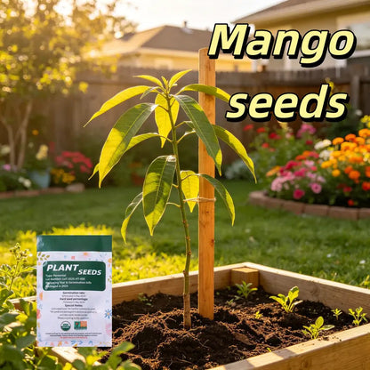 🔥 65K+ SOLD! 🥭 Sweet "Golden Honey" Dwarf Mango Tree Seeds (Home Growing)