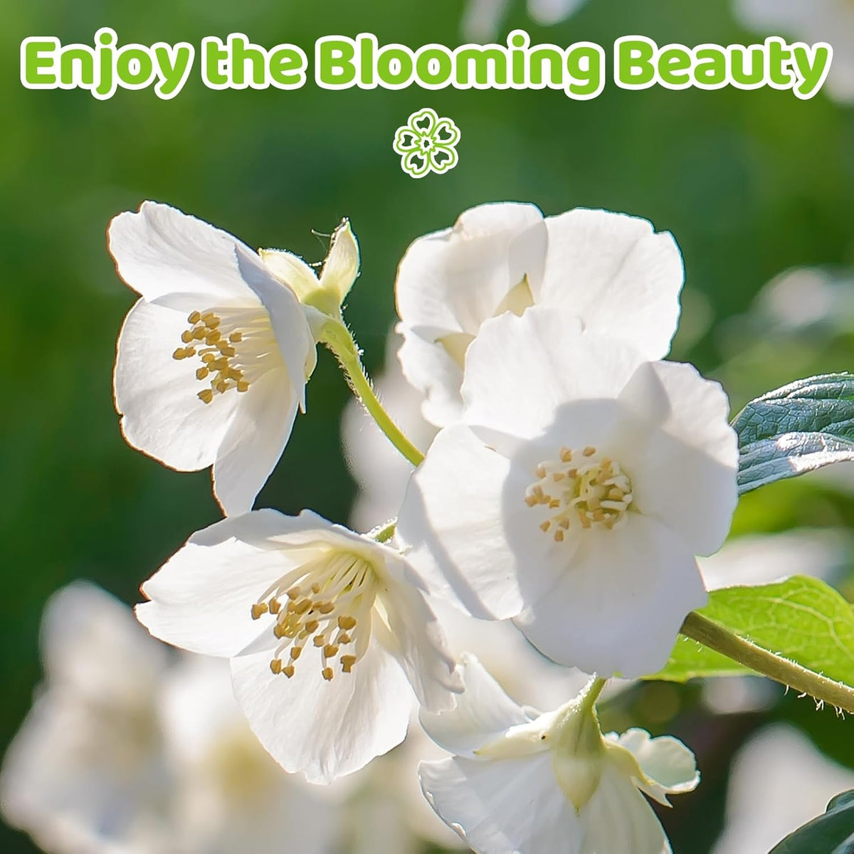 🏆 50K+ SOLD! 🌿 FrostCharm Jasmine Seeds – Winter Sowing, Perennial Flowers & Elegant Garden Fragrance