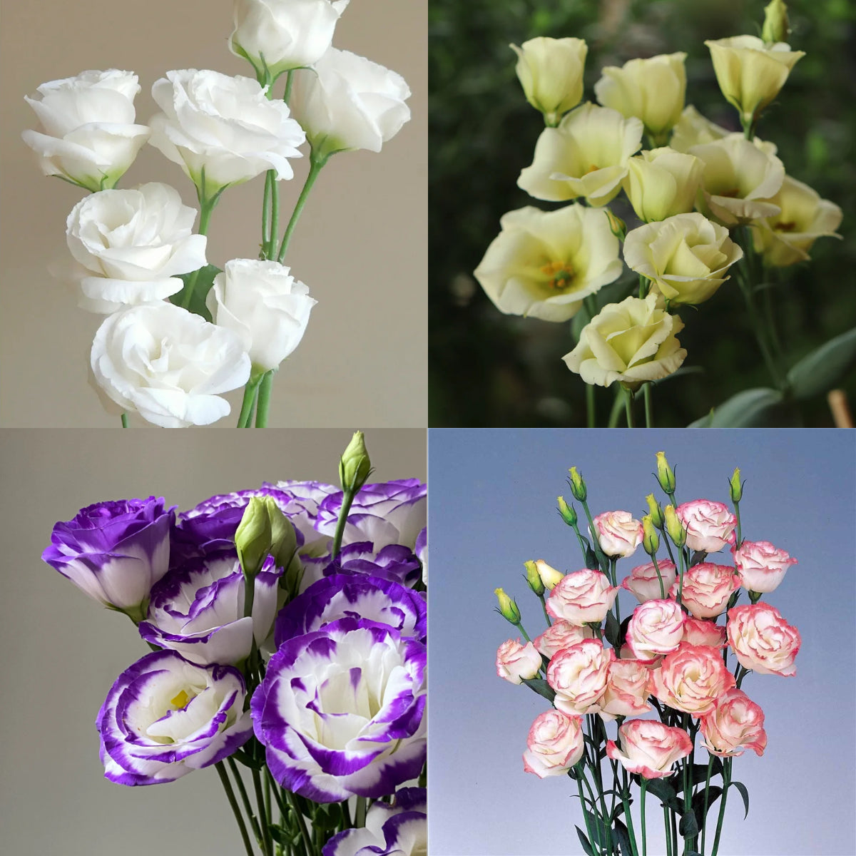 💐Lisianthus – Everlasting Love, Timeless Beauty💫