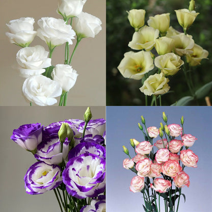 💐Lisianthus – Everlasting Love, Timeless Beauty💫
