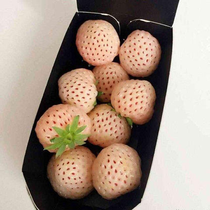 Rare Milk Strawberry Seeds – 1 Bag
