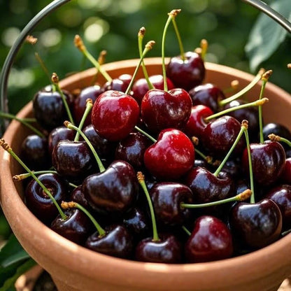 🍒 Premium Sweet Cherry Seeds (New Harvest) – 99% Germination Rate | Pre-Primed for Fast Sprouting