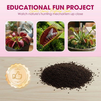 🌱[Amazing Venus Flytrap Seeds]—Grow Your Own Mini Carnivorous Plant!😱🌿